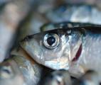 L'huile de poisson réduit la mortalité cardiovasculaire