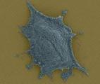 L'imagerie nanoplasmonique révèle la sécrétion de protéines