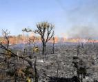 L'impact sur le climat des incendies de forêt en Amazonie est largement sous-estimé