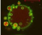 Lire l'activité électrique des membranes avec des molécules d'eau