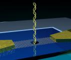 Lire l'ADN grâce à un nanolecteur en graphène