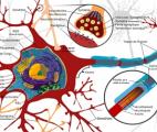 Lithium : un nouvel espoir pour remyéliniser les nerfs lésés