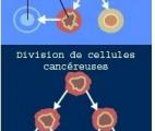 Livraison in vivo d'un médicament anti-cancéreux par des microtransporteurs téléguidés