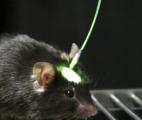 L'optogénétique réveille l'instinct prédateur des souris !