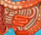 Maladie de Crohn : un champignon identifié comme facteur clé de l'inflammation