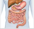Maladie de Crohn : vers un nouveau moyen de limiter l’inflammation intestinale