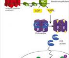 Maladies hormonales : une enzyme majeure, la protéine kinase A en cause