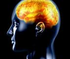 Mémoire : le cerveau adopte de nouvelles stratégies en vieillissant