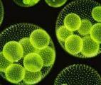 Micro-algues : l’enzyme FAP permet de former en 100 nanosecondes un hydrocarbure entier