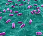 Microbes et bactéries modifient notre comportement