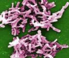 Microbiote intestinal : trop de propreté peut nuire à votre santé