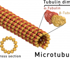 Microtubules : ce qui ne les tue pas les rend plus forts !
