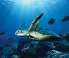 Mieux comprendre l'impact de l'acidification accélérée des océans