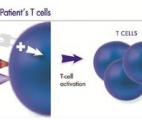 Mobiliser le système immunitaire contre le cancer