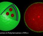 Nano-médecine : des vésicules polymères miment la structure cellulaire