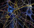 Neuropolis – L'Arc lémanique s'impose en capitale des neurosciences