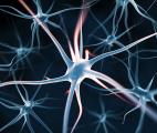 Nos neurones ont besoin d’œstrogène pour former les souvenirs