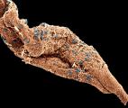 Paludisme : première étude complète du génome du parasite Plasmodium