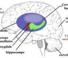 Perte de volume de l’hippocampe, un trait phénotypique de la schizophrénie