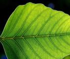 Photosynthèse : une feuille bionique dix fois plus efficace que la nature