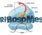 Plasticité des ribosomes : une nouvelle piste de thérapie ciblée pour combattre le cancer