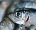 Polyarthrite rhumatoïde : mangez de l'huile de poisson !