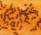 Pour se déplacer, les fourmis appliquent le principe de Fermat !
