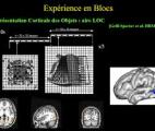 Pourquoi reconnaît-on visuellement un objet qu’on a seulement touché ?
