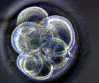 Premier embryon artificiel créé à partir de cellules souches à visée de recherche 