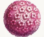 Première image en 3D d'une protéine impliquée dans le cancer du col de l'utérus 