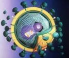 Prévenir  l’infection par le virus du SIDA grâce à un gel microbicide 