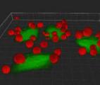 Programmer les interactions cellule-cellule en utilisant la chimie bioorthogonale : une nouvelle stratégie pour détruire les ...