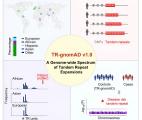 Publication des premières cartes génétiques des répétitions d’ADN liées à des maladies mortelles