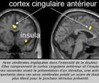 Quand la forme du cerveau influence les capacités cognitives…