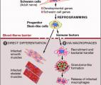 Quand le bacille de la lèpre transforme les cellules nerveuses en muscles !