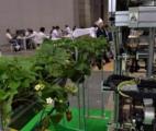 Quand les robots apprennent à cueillir les fruits…