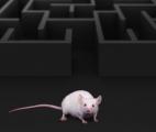 Quand un cerveau humain contrôle le cerveau d'un rat...