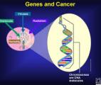 Quelle est la part de la génétique dans l'apparition des cancers ?
