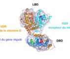 Récepteur de la vitamine D : première observation 3D en intégralité