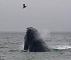 Réchauffement climatique : Les baleines capturent plus de CO2 que les arbres