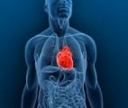 Réduire les effets d'une crise cardiaque de 50 % ?