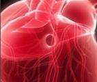 Régénération cardiaque : un nouveau pas en avant 