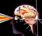 Restaurer la vision grâce à une nouvelle interface cerveau-machine : la thérapie sonogénétique
