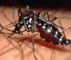 Résultats prometteurs pour le vaccin contre la dengue