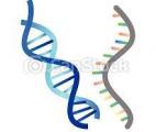 Séisme dans la biologie : il serait possible d'agir sur l'ADN avec l'ARN…