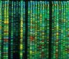 Séquencer les fragments d’ADN circulant pour diagnostiquer le cancer