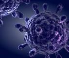 Sida : des anticorps capables d’éliminer les cellules infectées
