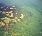 Stockage d'énergie par les algues bleues