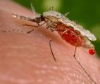 Stopper la transmission du paludisme grâce à une bactérie !