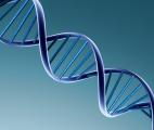 Structure de l'ADN : les petites causes produisent de grands effets…
